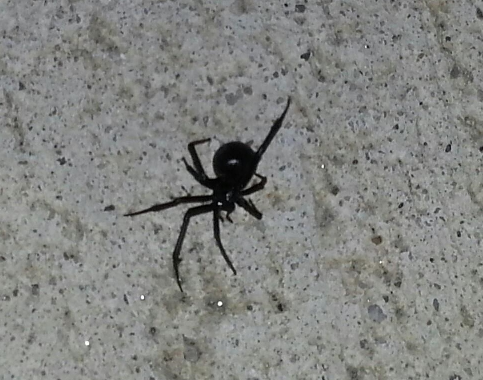 Schwarze Witwe Giftigste Spinne Der Welt : Die Schwarze Witwe Ist Giftig Biss Kann Auch Menschen Toten / Darunter war auch eine schwarze witwe, die für menschen gefährlich sein kann.